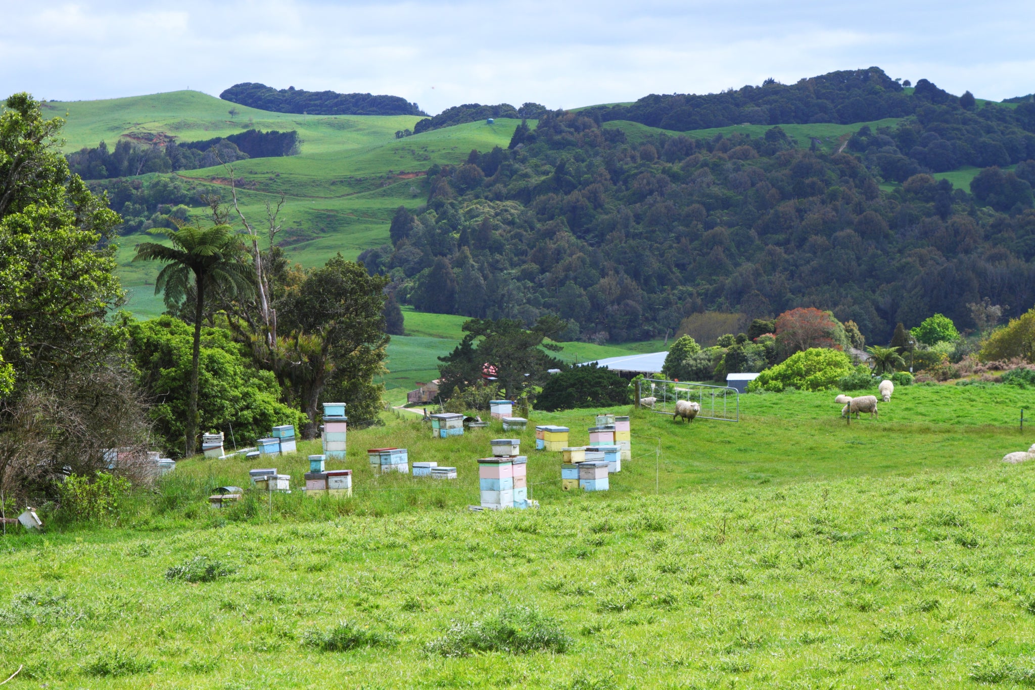 The Main Benefits of Beekeeping