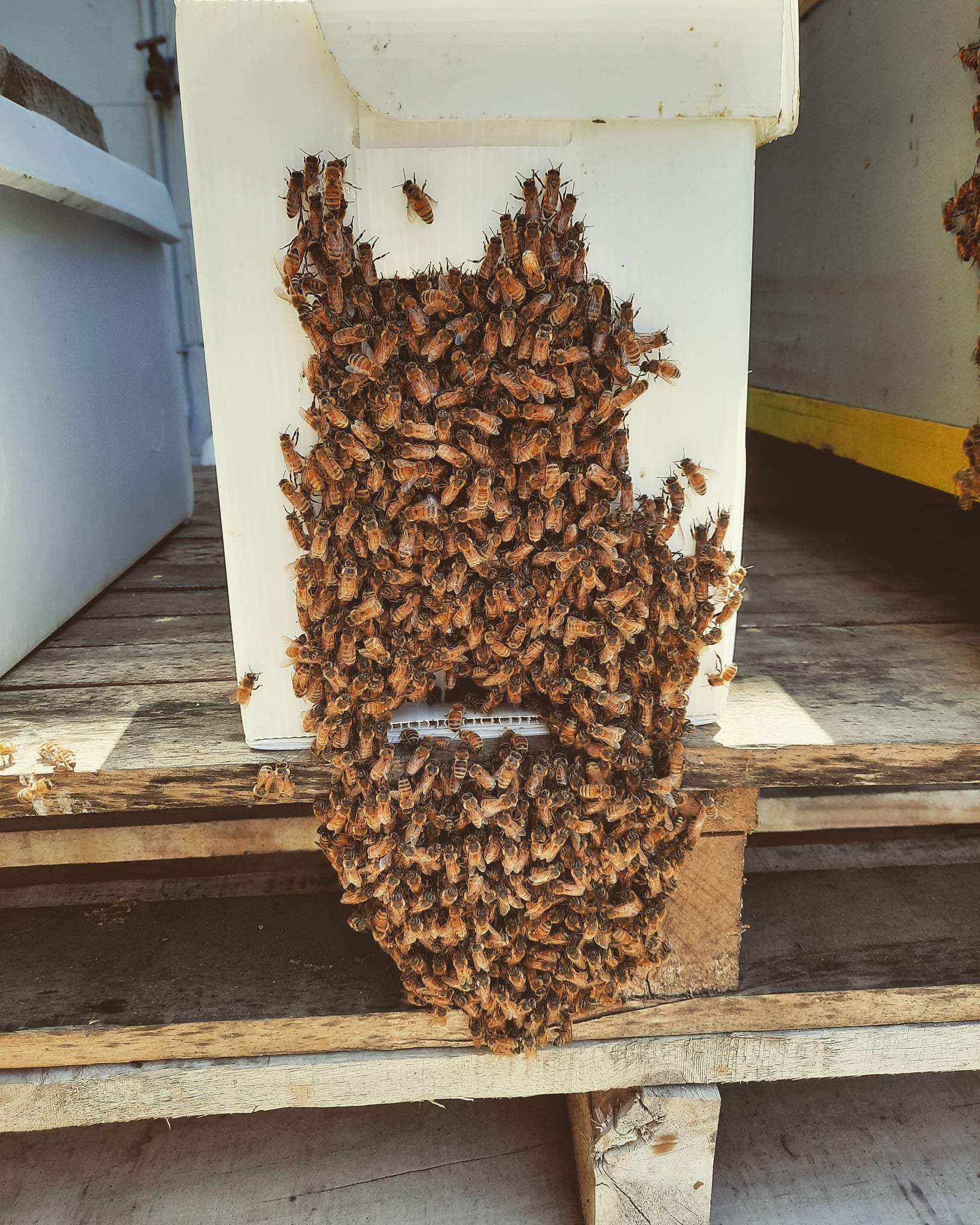 Brood Brothers Nucleus Hive (NUCS)