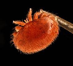 Varroa Treatment Recommended Protocols for Maximum Efficacy