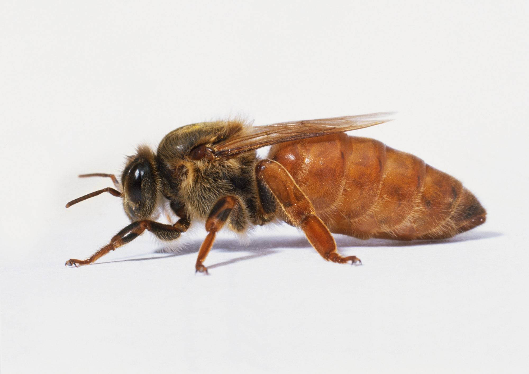 Italian Bees vs Carniolan Bees, which is Better?