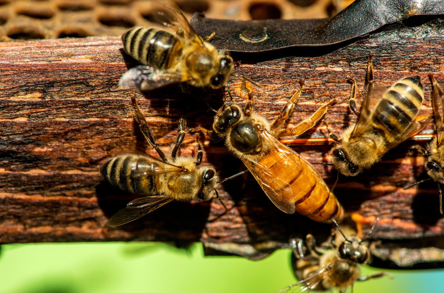 Queen bee on the branch surrounded by four smaller workers bees.