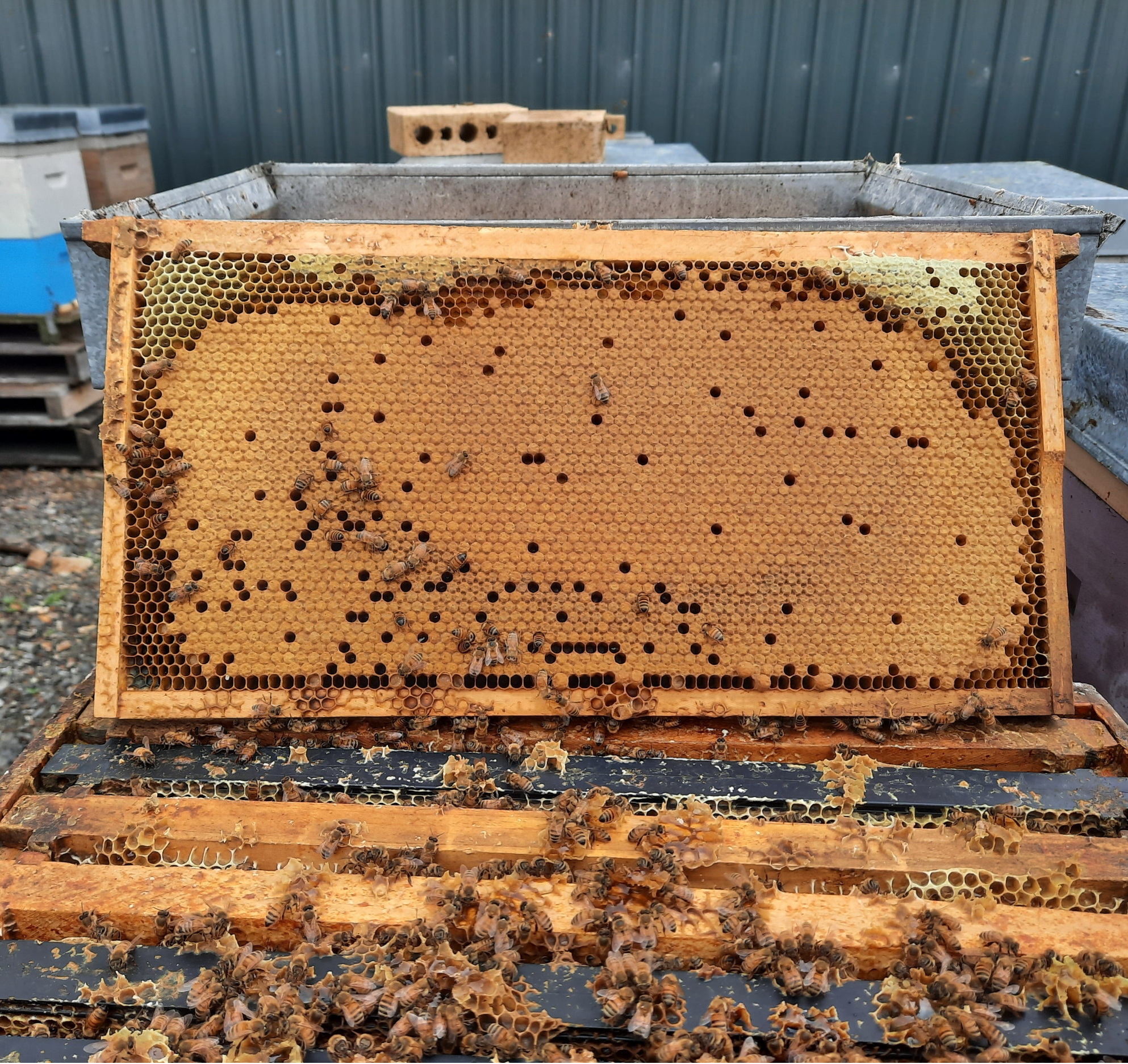 Spring Mated Queen Bee - Brood Brothers