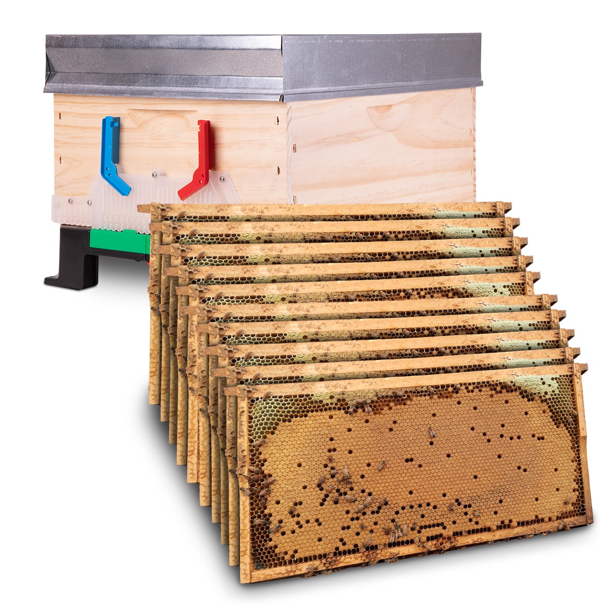 Beehive Complete, Single Brood Box - Brood Brothers