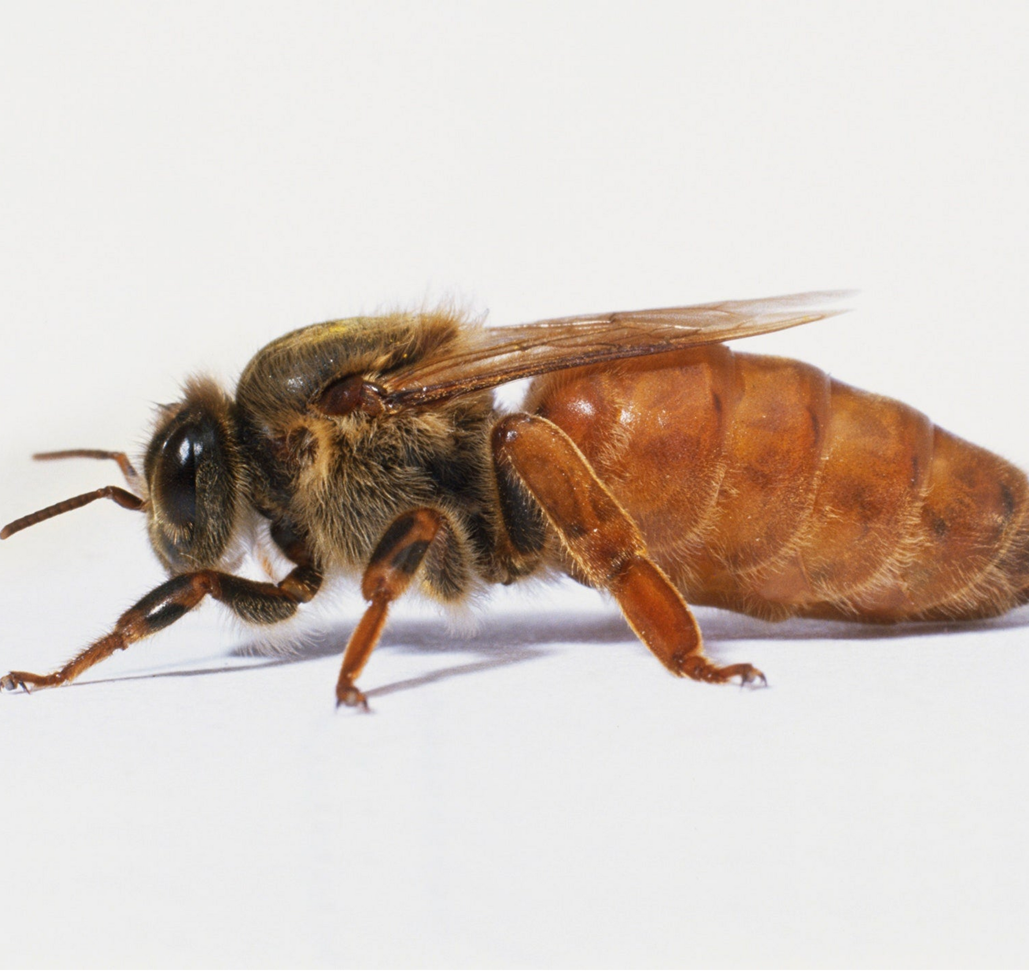 Spring Mated Queen Bee - Brood Brothers