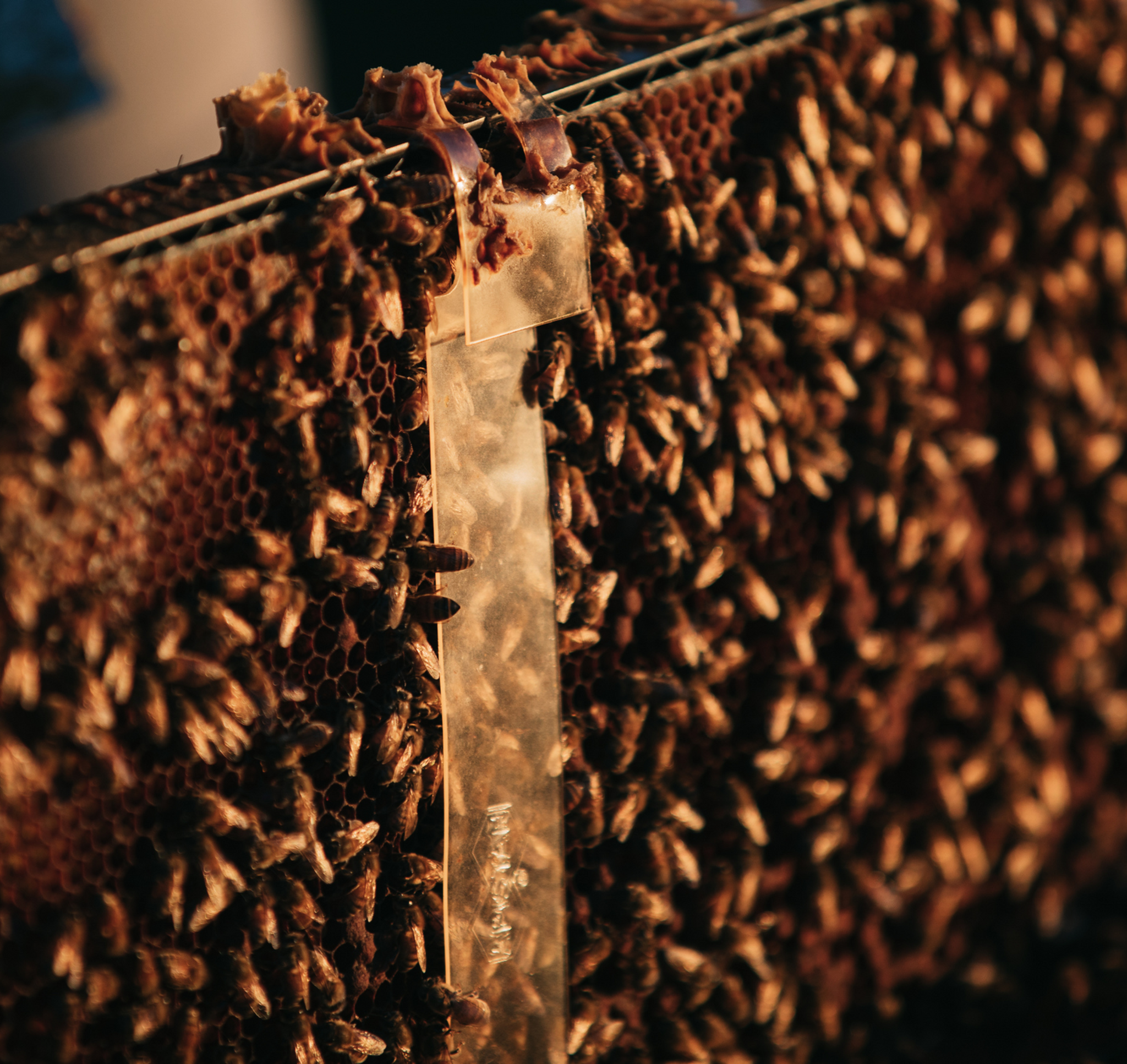 5 Frame NUC of bees - Brood Brothers