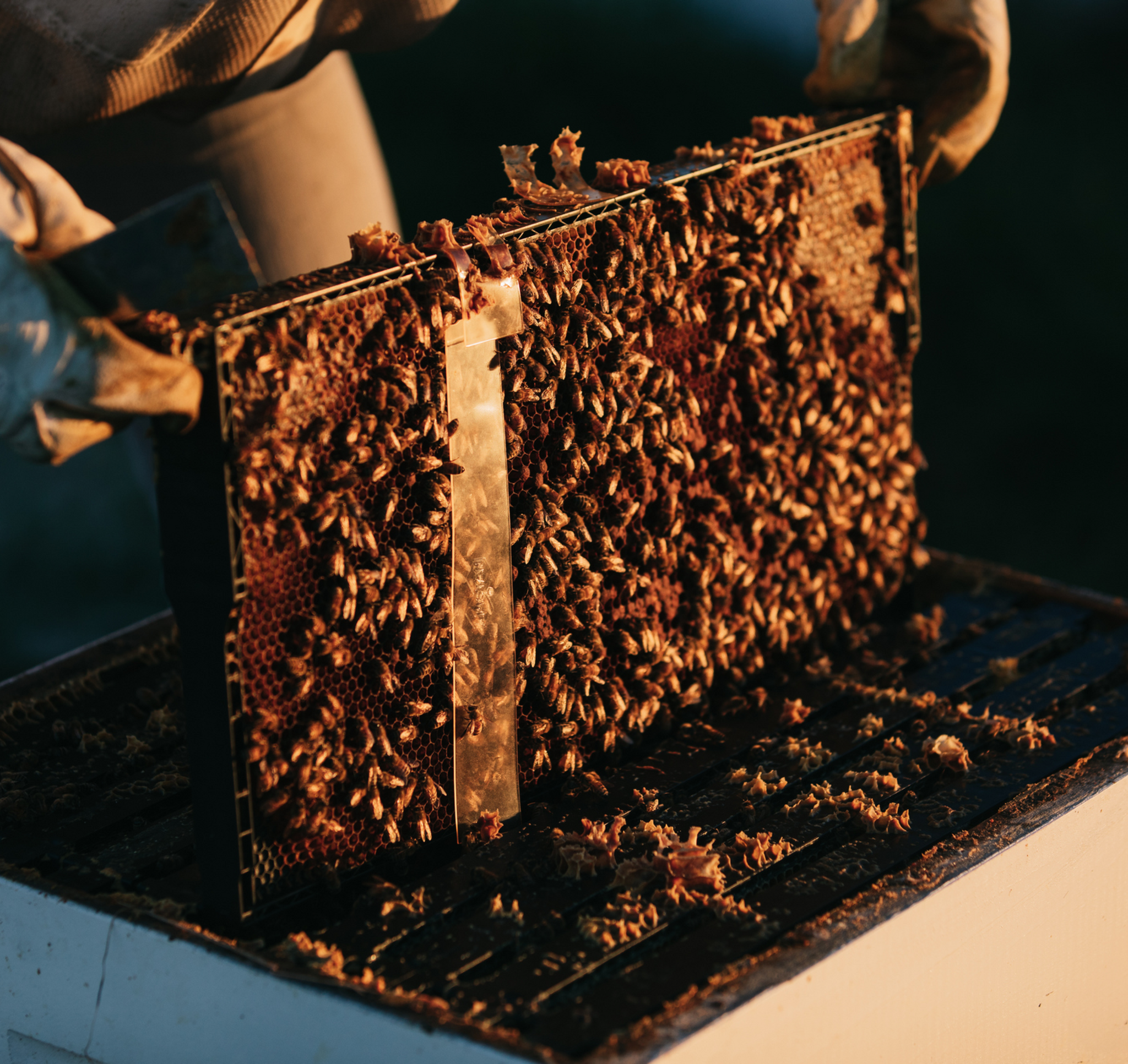 Beehive Complete, Single Brood Box - Brood Brothers